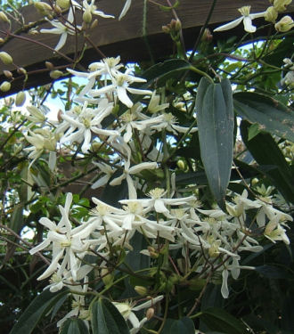 clematis armandii.jpg - 52596 Bytes